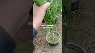 Abdullah nursery farm All Pakistan home delivery