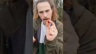 UK Autumn Foraging - Dog Rosehip