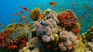 Deep Sleep 4K HDR Ocean Escape &ndash; Rainbow Marine Life 🐠 Peaceful Underwater Scenery & Night Ambience