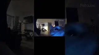 Flashbang💥💥💥 Tiktok: @hazmeme #memes #trending