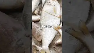 Loads of fish falling from the sky. #shorts #facts #dailyfacts