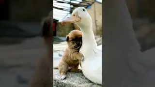 cute puppy & duck love|Beautiful moment-#11 #shorts #puppy #duck #funny