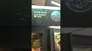 Xingu river rays