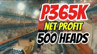THE ULTIMATE BEGINNER&rsquo;S GUIDE RTL CHICKEN BUSINESS EP 21:  370K NET INCOME FOR 500 HEADS