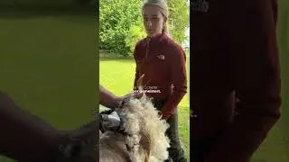 Walliser Schwarznasenschafe scheren🐏✂️ #farming #landwirtschaft #sheep