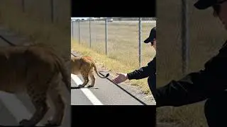 🌴 Jungle Heroes Save Lion from Deadly Anaconda Trap