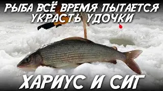 Рыба всё время пытается украсть удочки Хариус и сиг