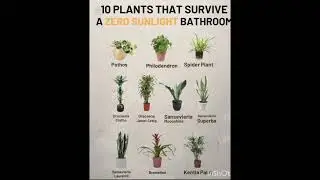 #Plants that need almost zero sunlight 👍 Perfect for your house ❤️