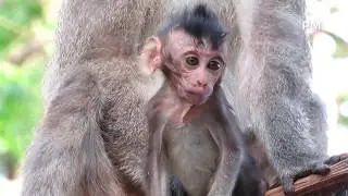 Really Pity Baby Helpo Hungry, Mr Cyclops Grab From Mama and Take Care Himself