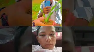 #colab #villagelife #planting video