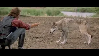 Balla coi Lupi - Due calzini, il Lupo
