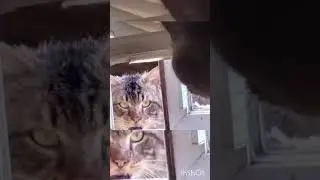シャイニングねこ Shining cat