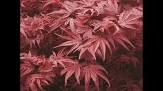 AVERMELHAMENTO DO BONSAI DE ACER - ABC DO BONSAI RESPONDE