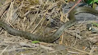Zaskrońce Zwyczajne w naturze. | Natrix natrix