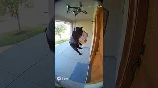 Drone delivery cat throws a package  #shorts #cat #drone #funnyanimals  #猫