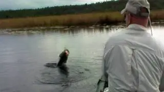 Trophy Bass Leaping Attack on FROG Lure