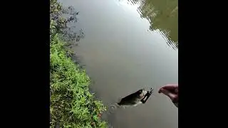 Bass got caught in a tree
