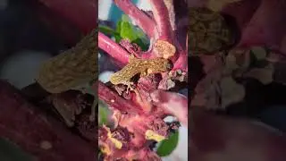 Wild southern marbled gecko