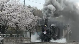 SLスチーム号　満開の桜と8630号機、ドラフト響かせ大爆走！　2025.04.05.06
