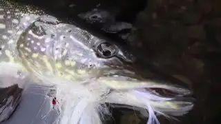 Winter Pike on the Fly