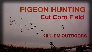 Pigeon Hunting a Cut Corn Field