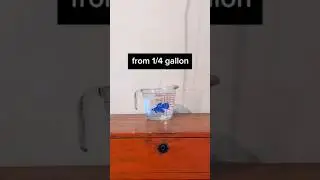 Petco's betta fish care sheet is still behind 😳