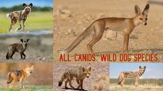 All Canids Species/wild dog species/types fo canis/all wild dogs/CANIDS