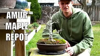 Amur Maple Flame Bonsai Gets A New Pot