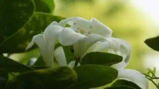 لعب خولان بن عامر تسجيل حديث (14)