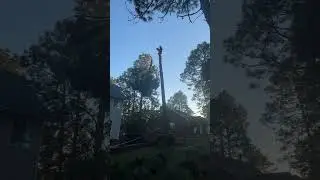 This guys first time climbing #tree #pinetree #treetop