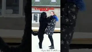 Top 5 Rase De Caini Rare Pentru Protectie Personala | Caini De Paza #shorts #pitbull #malinois