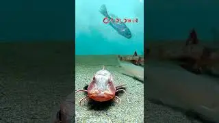 is this real?