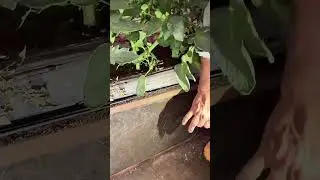 RA&Iacute;CES PERFECTAS A LA VISTA 🌱👀