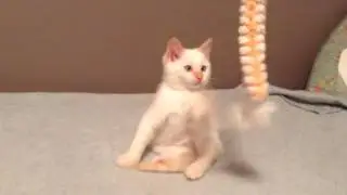 Video of adoptable pet named Joey Mills