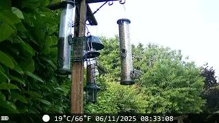 Great tit fledgling begging for food