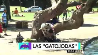 El gato y sus maldades en las 