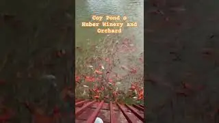 Feeding Frenzy with Coy Fish @ Huber Winery | 2024 | #2024shorts #coyfish #winery #beautifulweather