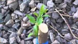 Meyer lemon new growth just above root stock after tree dies