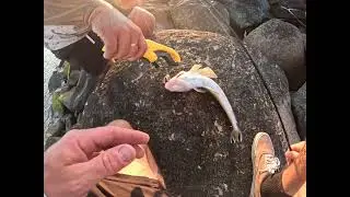 Land Based Fishing | Redcliffe Flattys