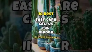 Best easy care cactus for indoor ✅ Low maintenance indoor cactus ✅