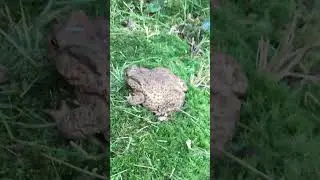 Giant toad | #shorts #movie #respect