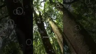 Does the Amazon Really Make 20% of Earth&rsquo;s Oxygen? 🌳