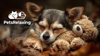 Peaceful Music for Dogs | Comforting Pet Sounds for Rest