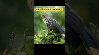 গরুর মতো হজম করে যে পাখি! 🤯 Hoatzin Explained #facts #animalfacts #hoolock #bhootjolokia #rohilla