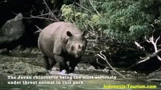 Ujung Kulon National Park - Banten - Indonesia