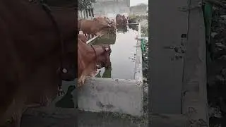 Gir cow Gujarat // ગીર ગાય ગુજરાત // गीर गाय गुजरात // #गाय #ગાય #cow #videos #जय_गौ_माता #stories