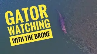 Flying the Drone Over a Large Gator
