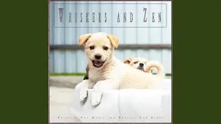 Background Music For Dogs