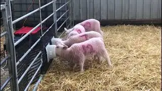 Pyon Heatwave Milk Warmer ad lib Feeder. Lambs with Pyon Teat Guards