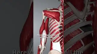 Try this Muscle Scraping Routine for Shoulder Impingement
